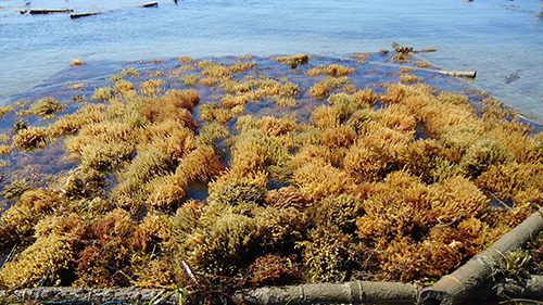 Seaweed cultivation