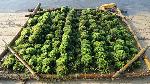 Seaweed cultivation