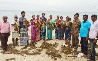 Kappaphycus seed distribution