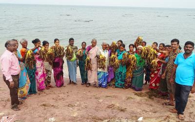 Kappaphycus seed distribution